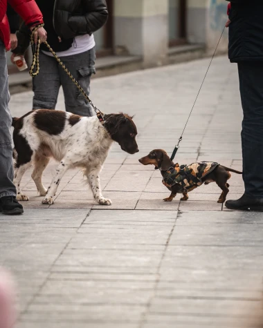 Nitko kao Zagrepčanke: &Scaron;pica fenomenalna unatoč niskim temperaturama