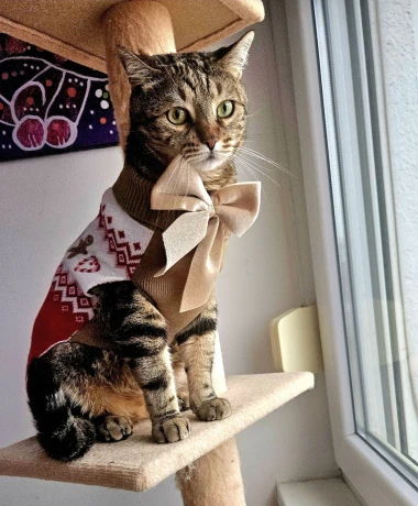 Mačje zvijezde na&scaron;ih čitateljica: Smije&scaron;ne, slatke i jednostavno neodoljive