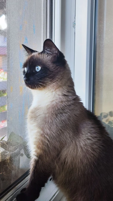 Mačje zvijezde na&scaron;ih čitateljica: Smije&scaron;ne, slatke i jednostavno neodoljive