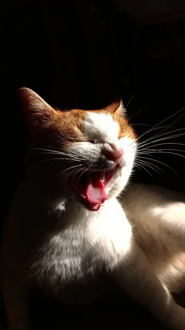 Mačje zvijezde na&scaron;ih čitateljica: Smije&scaron;ne, slatke i jednostavno neodoljive