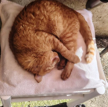 Mačje zvijezde na&scaron;ih čitateljica: Smije&scaron;ne, slatke i jednostavno neodoljive