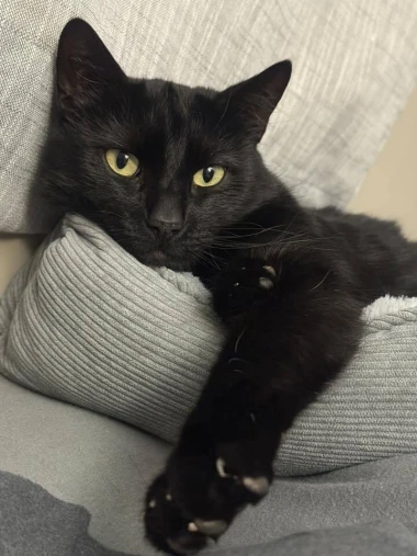 Mačje zvijezde na&scaron;ih čitateljica: Smije&scaron;ne, slatke i jednostavno neodoljive