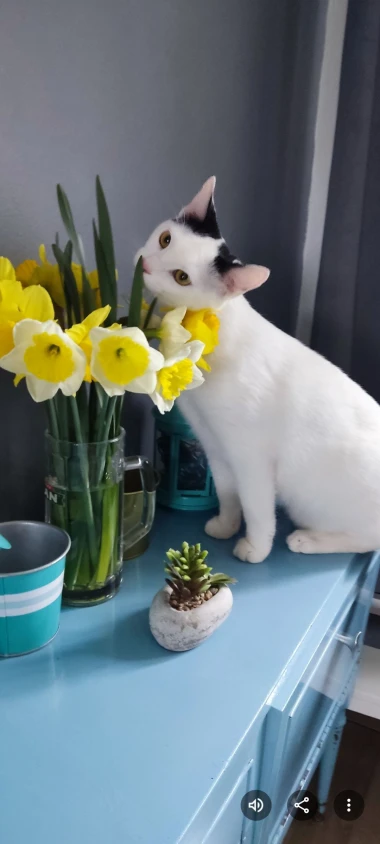 Mačje zvijezde na&scaron;ih čitateljica: Smije&scaron;ne, slatke i jednostavno neodoljive