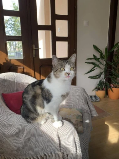 Mačje zvijezde na&scaron;ih čitateljica: Smije&scaron;ne, slatke i jednostavno neodoljive