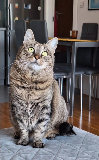 Mačje zvijezde na&scaron;ih čitateljica: Smije&scaron;ne, slatke i jednostavno neodoljive