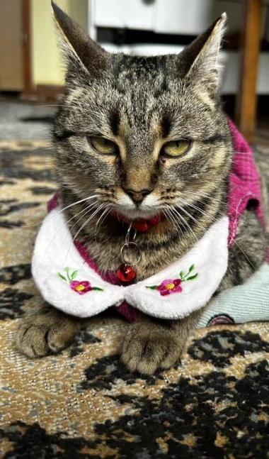 Mačje zvijezde na&scaron;ih čitateljica: Smije&scaron;ne, slatke i jednostavno neodoljive