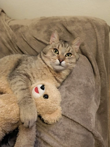 Mačje zvijezde na&scaron;ih čitateljica: Smije&scaron;ne, slatke i jednostavno neodoljive