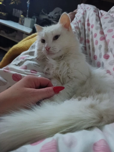 Mačje zvijezde na&scaron;ih čitateljica: Smije&scaron;ne, slatke i jednostavno neodoljive