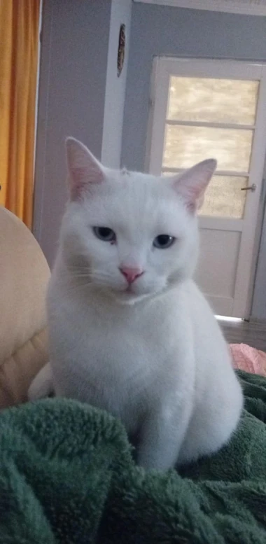 Mačje zvijezde na&scaron;ih čitateljica: Smije&scaron;ne, slatke i jednostavno neodoljive