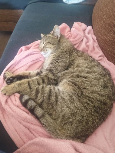 Mačje zvijezde na&scaron;ih čitateljica: Smije&scaron;ne, slatke i jednostavno neodoljive