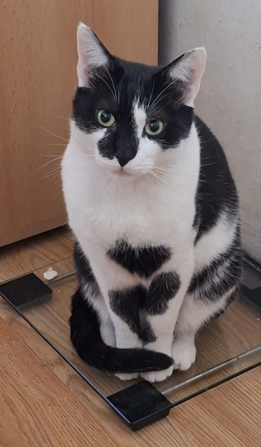 Mačje zvijezde na&scaron;ih čitateljica: Smije&scaron;ne, slatke i jednostavno neodoljive