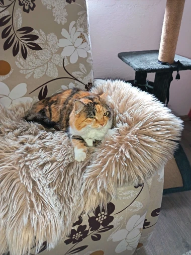 Mačje zvijezde na&scaron;ih čitateljica: Smije&scaron;ne, slatke i jednostavno neodoljive