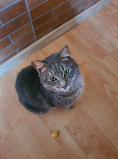 Mačje zvijezde na&scaron;ih čitateljica: Smije&scaron;ne, slatke i jednostavno neodoljive