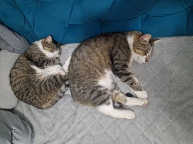 Mačje zvijezde na&scaron;ih čitateljica: Smije&scaron;ne, slatke i jednostavno neodoljive