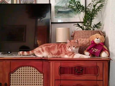 Mačje zvijezde na&scaron;ih čitateljica: Smije&scaron;ne, slatke i jednostavno neodoljive