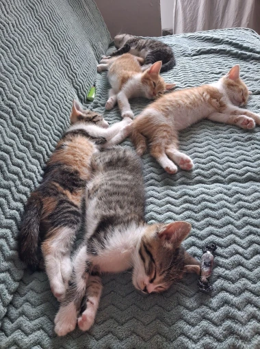 Mačje zvijezde na&scaron;ih čitateljica: Smije&scaron;ne, slatke i jednostavno neodoljive