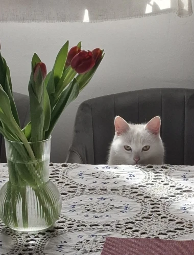 Mačje zvijezde na&scaron;ih čitateljica: Smije&scaron;ne, slatke i jednostavno neodoljive