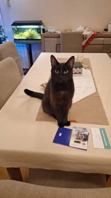 Mačje zvijezde na&scaron;ih čitateljica: Smije&scaron;ne, slatke i jednostavno neodoljive