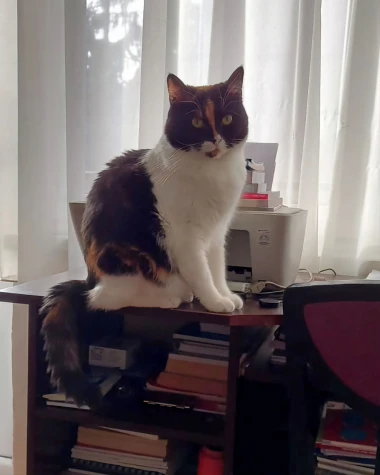 Mačje zvijezde na&scaron;ih čitateljica: Smije&scaron;ne, slatke i jednostavno neodoljive