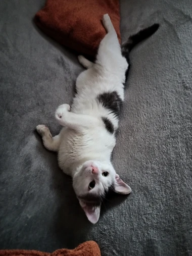 Mačje zvijezde na&scaron;ih čitateljica: Smije&scaron;ne, slatke i jednostavno neodoljive