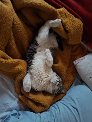 Mačje zvijezde na&scaron;ih čitateljica: Smije&scaron;ne, slatke i jednostavno neodoljive