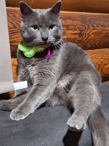 Mačje zvijezde na&scaron;ih čitateljica: Smije&scaron;ne, slatke i jednostavno neodoljive