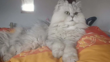 Mačje zvijezde na&scaron;ih čitateljica: Smije&scaron;ne, slatke i jednostavno neodoljive