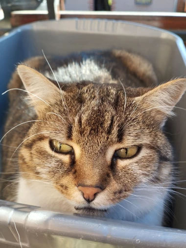 Mačje zvijezde na&scaron;ih čitateljica: Smije&scaron;ne, slatke i jednostavno neodoljive