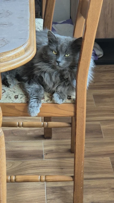 Mačje zvijezde na&scaron;ih čitateljica: Smije&scaron;ne, slatke i jednostavno neodoljive