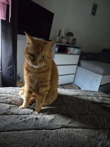 Mačje zvijezde na&scaron;ih čitateljica: Smije&scaron;ne, slatke i jednostavno neodoljive