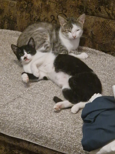 Mačje zvijezde na&scaron;ih čitateljica: Smije&scaron;ne, slatke i jednostavno neodoljive