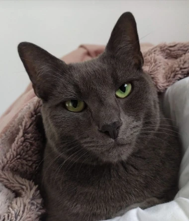 Mačje zvijezde na&scaron;ih čitateljica: Smije&scaron;ne, slatke i jednostavno neodoljive