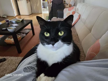 Mačje zvijezde na&scaron;ih čitateljica: Smije&scaron;ne, slatke i jednostavno neodoljive