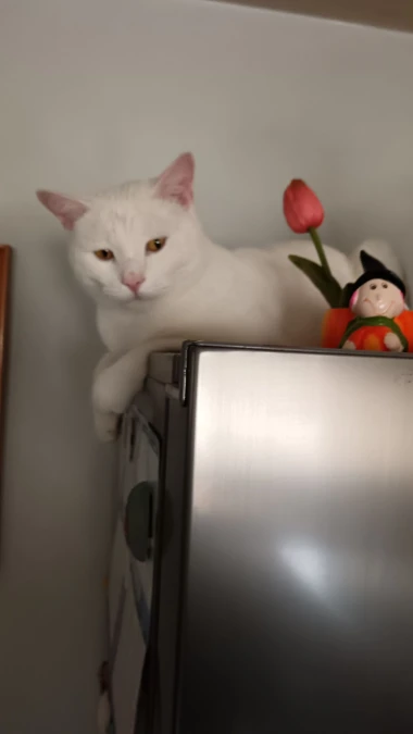 Mačje zvijezde na&scaron;ih čitateljica: Smije&scaron;ne, slatke i jednostavno neodoljive