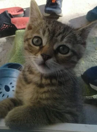 Mačje zvijezde na&scaron;ih čitateljica: Smije&scaron;ne, slatke i jednostavno neodoljive