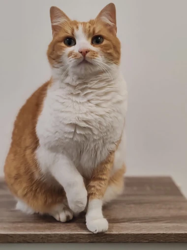 Mačje zvijezde na&scaron;ih čitateljica: Smije&scaron;ne, slatke i jednostavno neodoljive