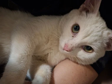 Mačje zvijezde na&scaron;ih čitateljica: Smije&scaron;ne, slatke i jednostavno neodoljive