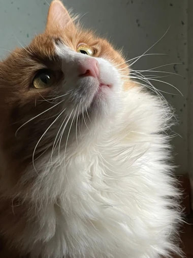 Mačje zvijezde na&scaron;ih čitateljica: Smije&scaron;ne, slatke i jednostavno neodoljive