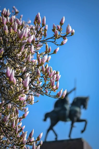 Proljeće je stiglo u Zagreb: Magnolija na Tomislavcu procvala u punom sjaju