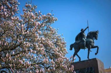 Proljeće je stiglo u Zagreb: Magnolija na Tomislavcu procvala u punom sjaju