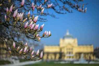 Proljeće je stiglo u Zagreb: Magnolija na Tomislavcu procvala u punom sjaju