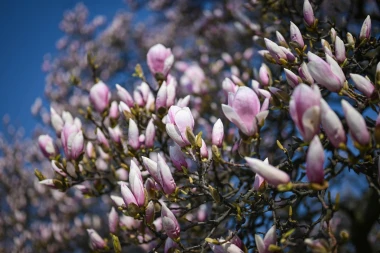 Proljeće je stiglo u Zagreb: Magnolija na Tomislavcu procvala u punom sjaju