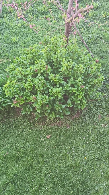 Kakva rasko&scaron;! Uživajte u čarobnim hortenzijama na&scaron;ih čitateljica