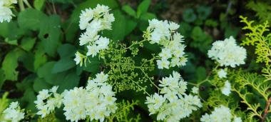 Kakva rasko&scaron;! Uživajte u čarobnim hortenzijama na&scaron;ih čitateljica