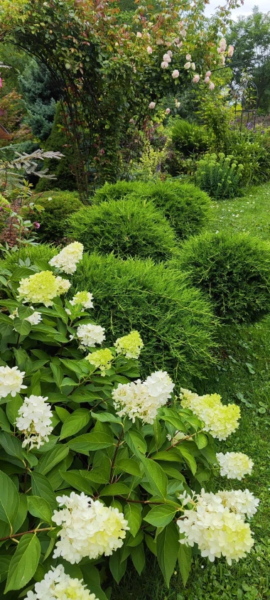 Kakva rasko&scaron;! Uživajte u čarobnim hortenzijama na&scaron;ih čitateljica
