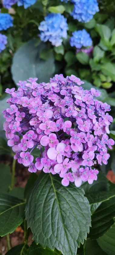 Kakva rasko&scaron;! Uživajte u čarobnim hortenzijama na&scaron;ih čitateljica