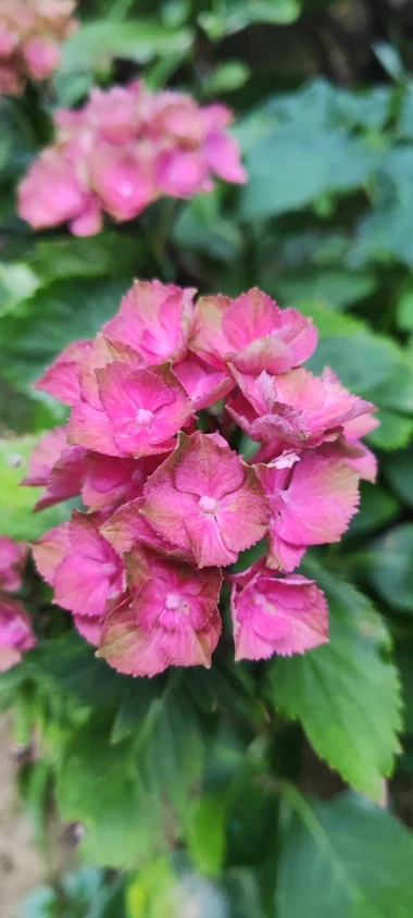 Kakva rasko&scaron;! Uživajte u čarobnim hortenzijama na&scaron;ih čitateljica