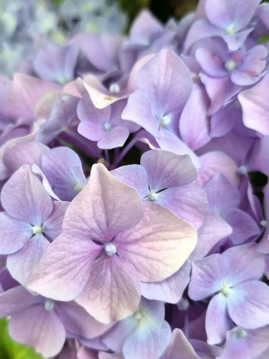 Kakva rasko&scaron;! Uživajte u čarobnim hortenzijama na&scaron;ih čitateljica