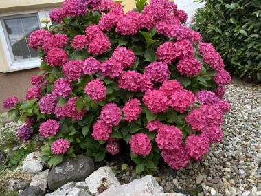 Kakva rasko&scaron;! Uživajte u čarobnim hortenzijama na&scaron;ih čitateljica