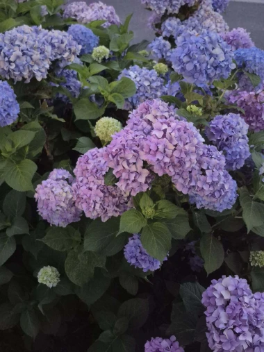 Kakva rasko&scaron;! Uživajte u čarobnim hortenzijama na&scaron;ih čitateljica